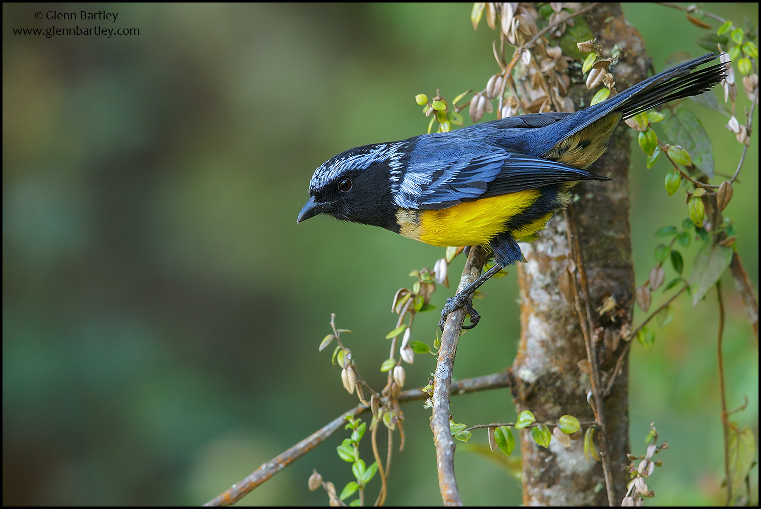 Buff-breasted%20Mountain%20Tanager%20-%2015.jpg
