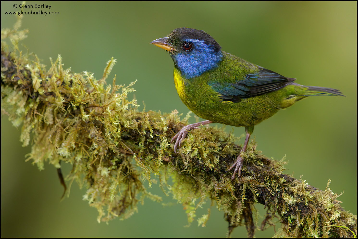 Moss-backed%20Tanager%20-%2015.jpg