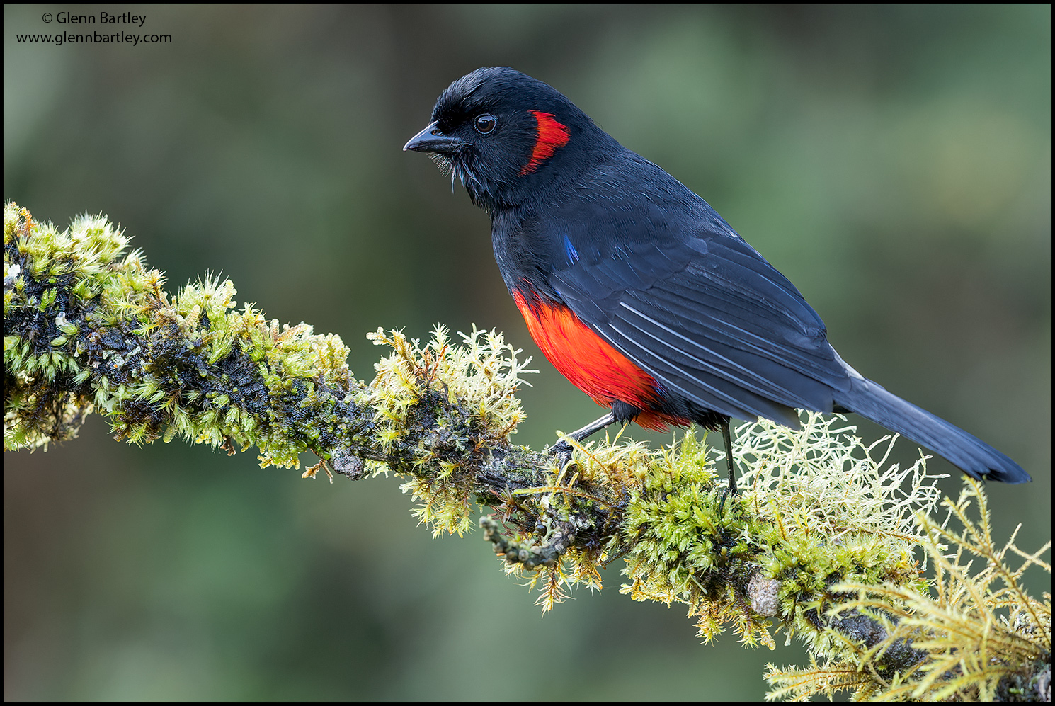 Scarlet-bellied%20Mountain%20Tanager%20-%2002.jpg
