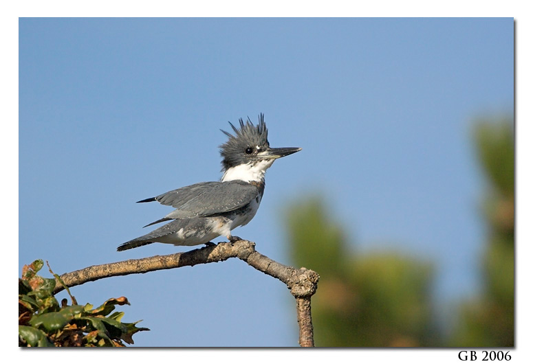 BELTED KINGFISHER 