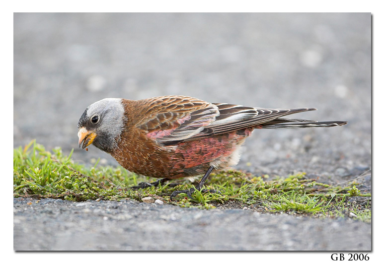 GRAY-CROWNED ROSY-FINCH 