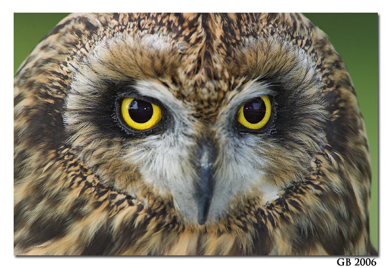 SHORT-EARED OWL