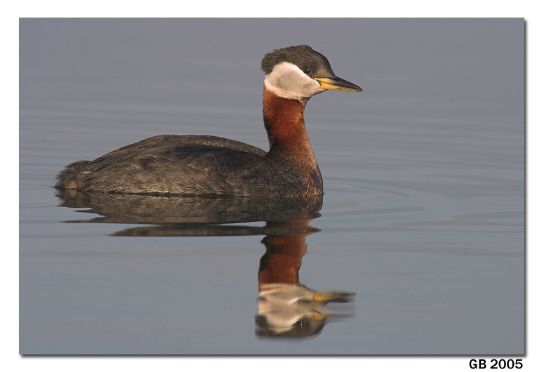 RED NECKED GREBE
